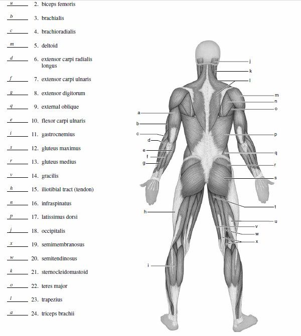 Featured image of post Blank Human Body Diagram Muscles