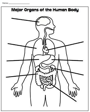 Featured image of post Blank Human Body Diagram Organs