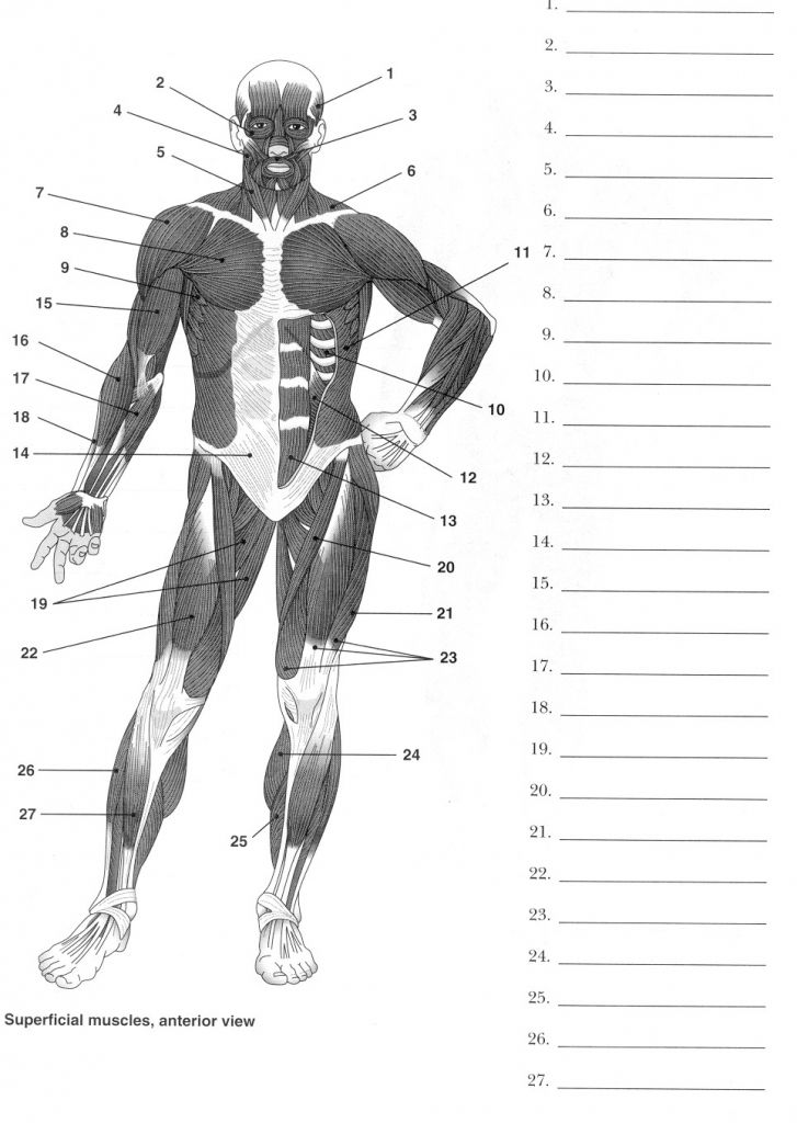 Featured image of post Blank Human Body Diagram To Label