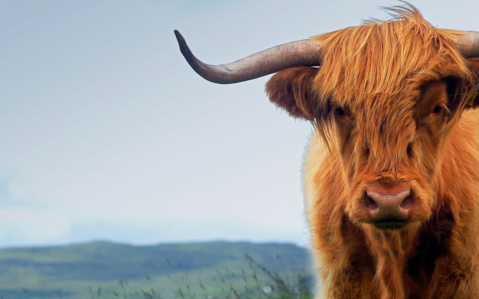 Featured image of post Cute Highland Cow Wallpaper