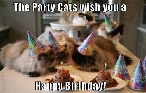 Featured image of post Funny Kitten Birthday Memes