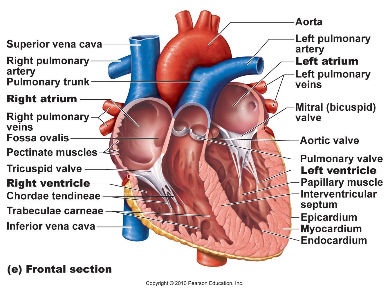 Featured image of post Human Heart Labeled